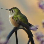 Sinek Kuşlarını Asılı Bir Sepet Çiçeğiyle Çekin, Sevecekleri