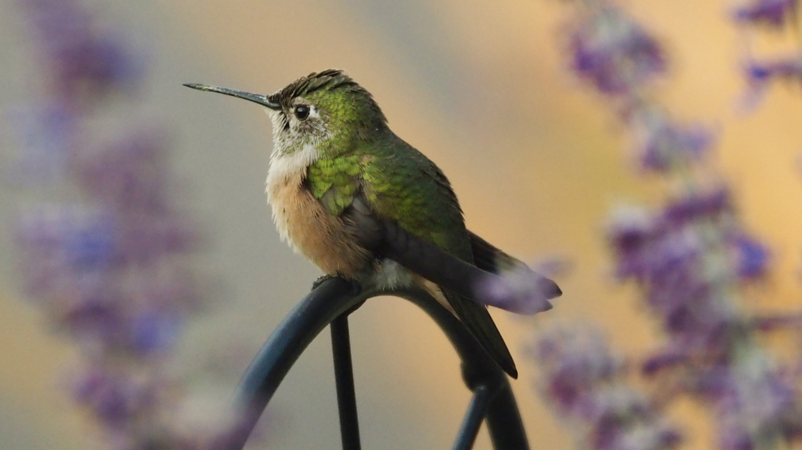 Sinek Kuşlarını Asılı Bir Sepet Çiçeğiyle Çekin, Sevecekleri