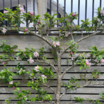 Duvarlarla çevrili bahçenizi işlevsel bir sanat eserine dönüştüren eski yöntem