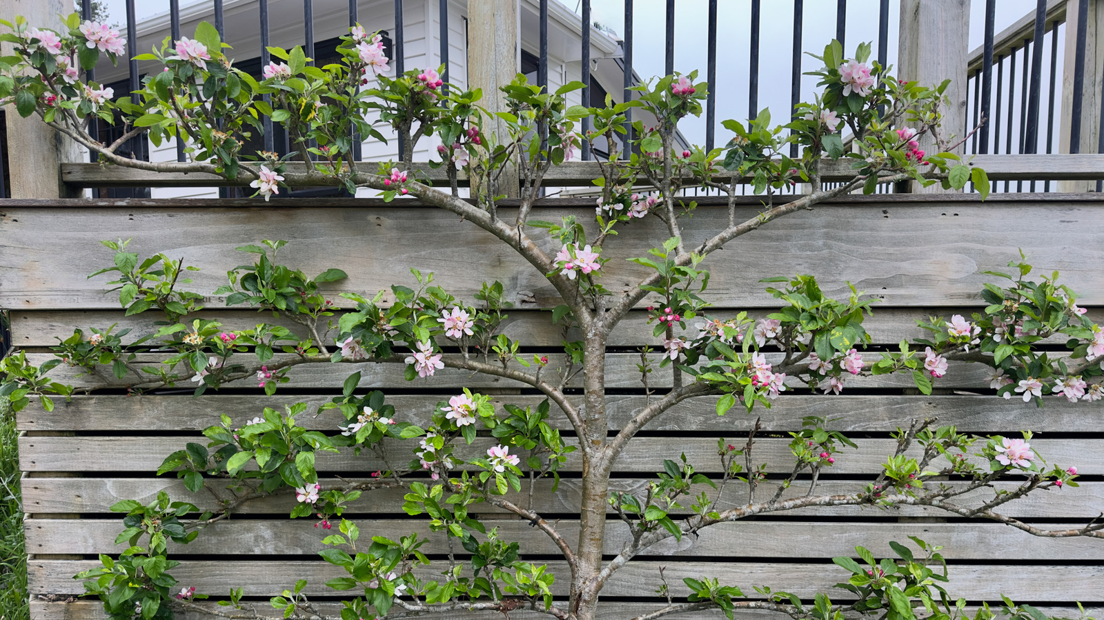 Duvarlarla çevrili bahçenizi işlevsel bir sanat eserine dönüştüren eski yöntem