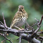 Sıradan Bir Mutfağın Temelini Kuşların Seveceği Sevimli Bir Bahçe Özelliğine Dönüştürün