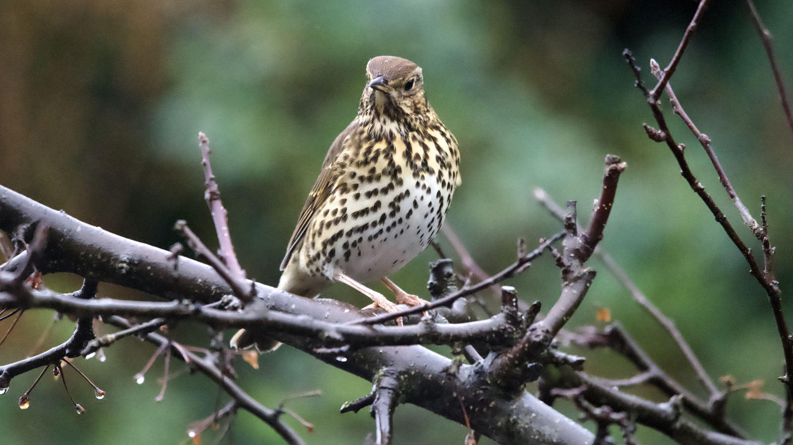 Sıradan Bir Mutfağın Temelini Kuşların Seveceği Sevimli Bir Bahçe Özelliğine Dönüştürün