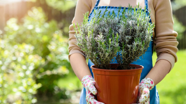 bir tencere lavanta tutan kadın