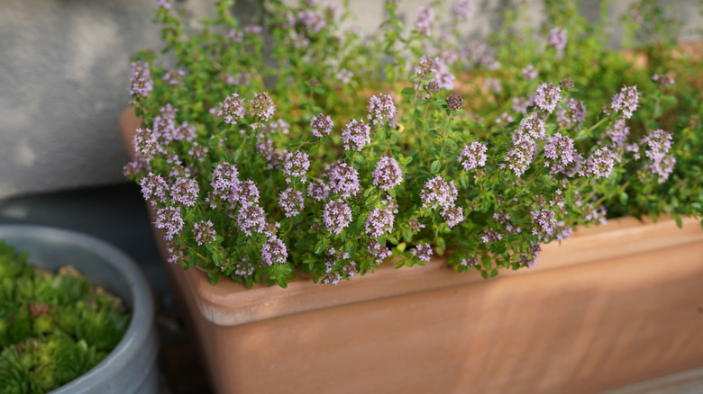 Çiçek açan saksı kekiğinin yakın çekim görüntüsü