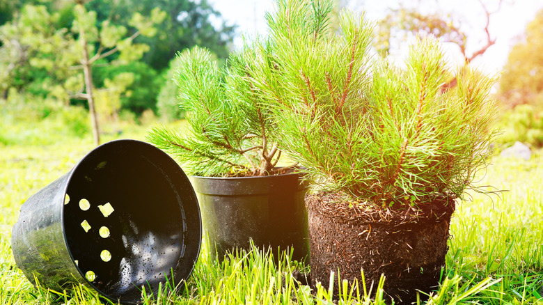 saksısından çıkarılan Cüce Mugo Çamının yanında