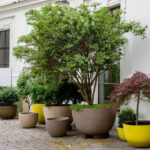 Saksıda En İyi Büyüyen 11 Az Bakım Gerektiren Çok Yıllık Bitkiler