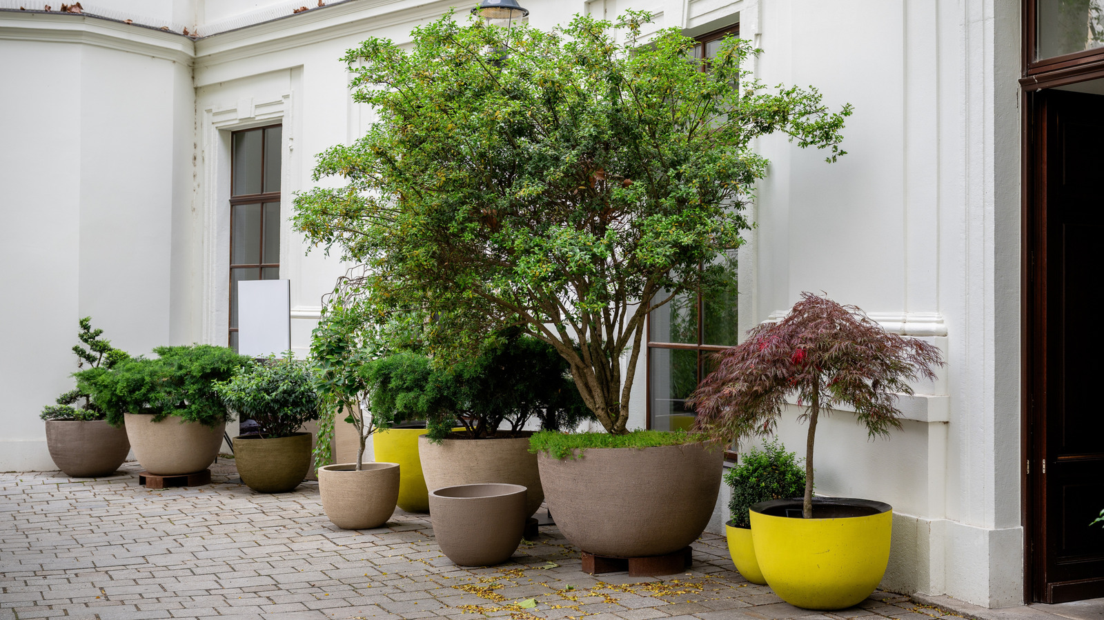 Saksıda En İyi Büyüyen 11 Az Bakım Gerektiren Çok Yıllık Bitkiler