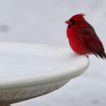 Kış Kuş Banyosunu Bir kenara bırakın, Kardinalleri Çekmenin Daha İyi Bir Yolu Var