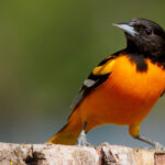 Bahçenize Daha Fazla Sarıasma Çekecek Basit Kuş Besleyici