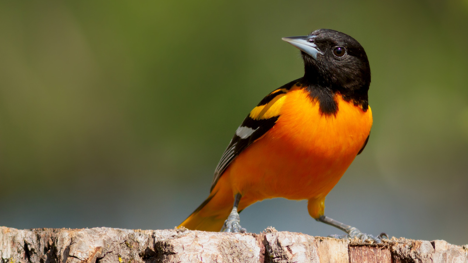 Bahçenize Daha Fazla Sarıasma Çekecek Basit Kuş Besleyici