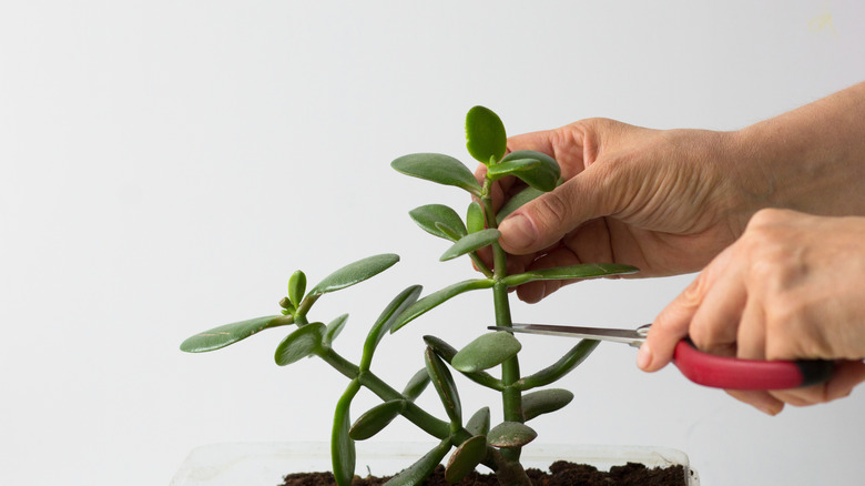 Bahçe makası kullanarak bir düğümün hemen üzerindeki etli bir bölümü kesen kişi