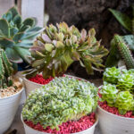 Sukulentlerinizi En İyi Şekilde Tutan 8 Budama İpucu ve Püf Noktası