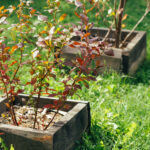 Saksıda Yetiştirebileceğiniz Soğuğa Dayanıklı Cüce Yaban Mersini Çeşitleri