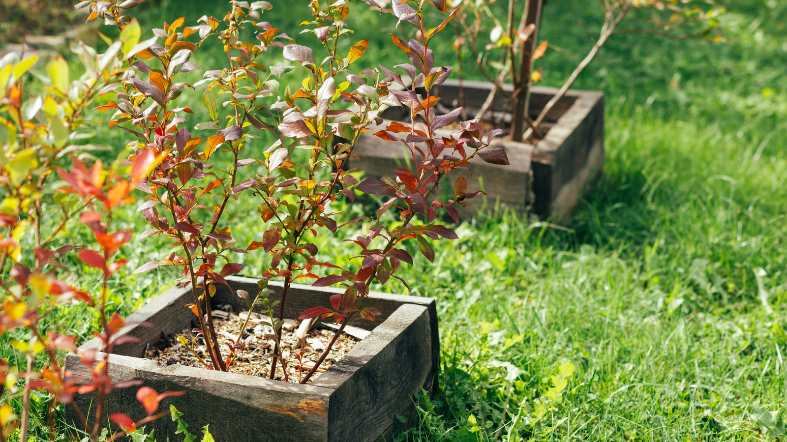 Saksıda Yetiştirebileceğiniz Soğuğa Dayanıklı Cüce Yaban Mersini Çeşitleri