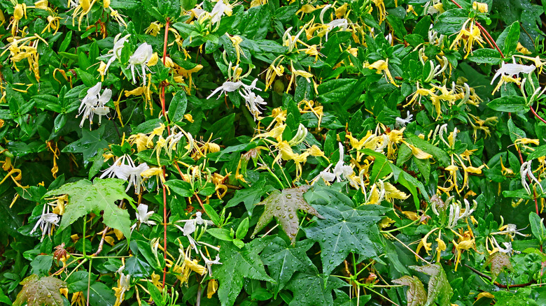 Akçaağaç ağacını kaplayan Japon hanımeli