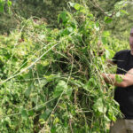 Uyarıldınız: Bu Hoş Kokulu Asma Tüm Bahçenizi Kaplayabilir