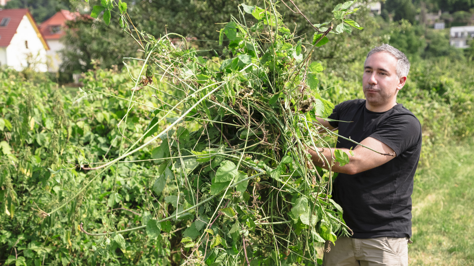 Uyarıldınız: Bu Hoş Kokulu Asma Tüm Bahçenizi Kaplayabilir