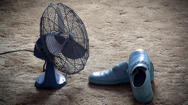 Bir çift ayakkabının yanında bir hayran oturuyor.