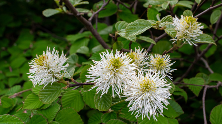 Büyük Fothergilla'nın çiçekleri bir bahçede açıyor