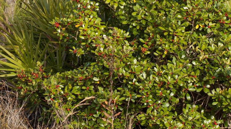 Mersin Yaprağı Holly çalı