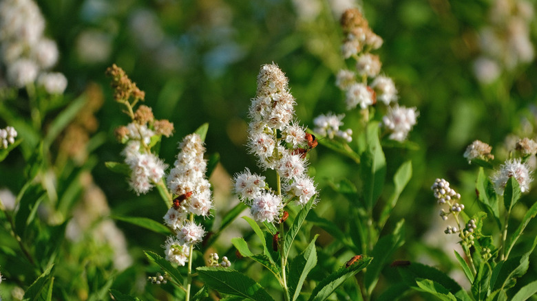 çiçek açan bir Beyaz Meadowsweet (Spiraea alba) bitkisi