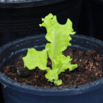 Saksıda Yetiştirildiğinde Gelişen Marul Çeşitleri