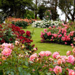 Güneşli Bahçelerde Büyüyen Renkli, Gül Gibi Çiçek Açan Klasik Çalı