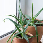 Aloe Vera Bitkinizin Zararlı Sorunu Olduğunun Açık İşaretleri (ve Nasıl Hızlı Kurtarılır)