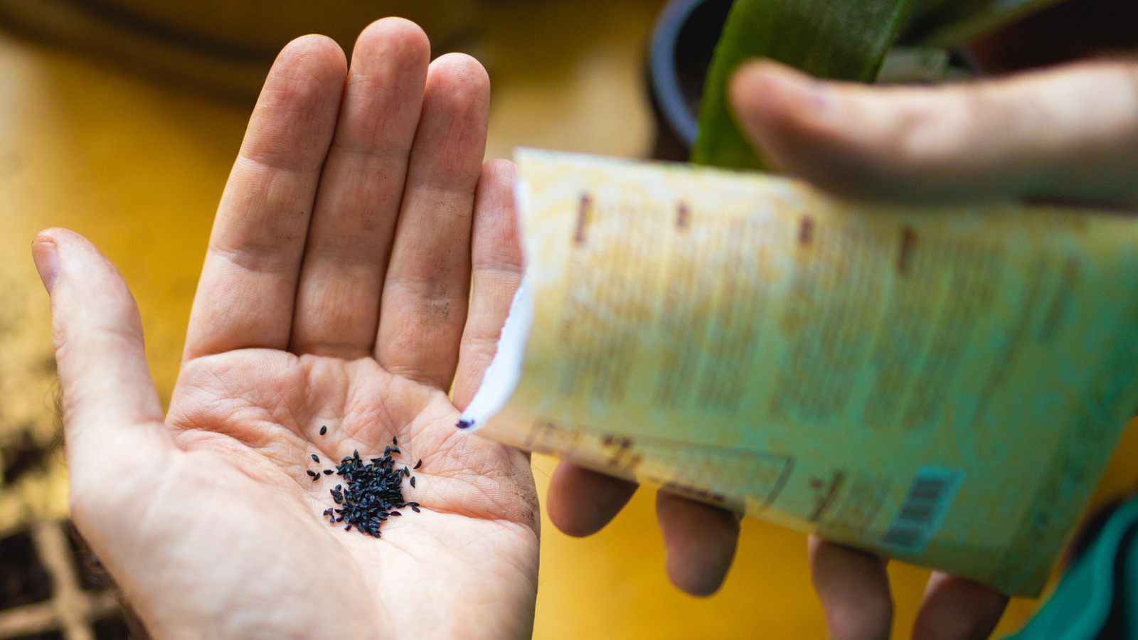 Pahalı Aletlere Gerek Yok - Tohumlara Başlayabileceğiniz Uygun Fiyatlı Temel