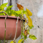 Çok Geç Değil: Bir Pothos Bitkisi Nasıl Canlandırılır