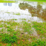 Bahar Sağanaklarının Çimlerinizi Mahvetmesine İzin Vermeyin — Sandy Hack'ini Deneyin