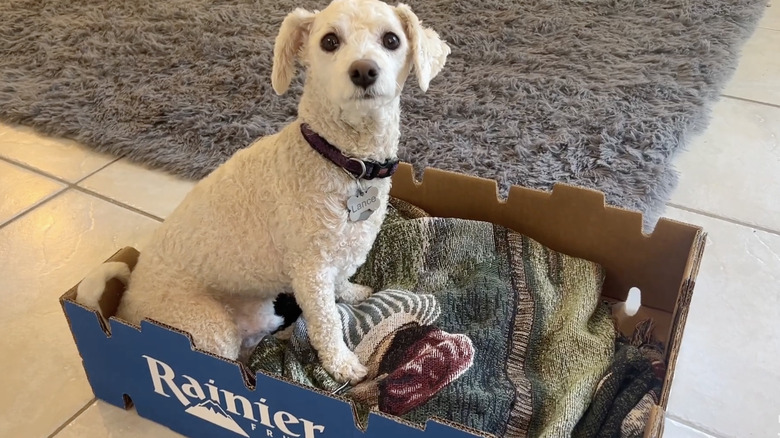 Altına battaniye serilmiş bir karton kutunun içinde oturan köpek.