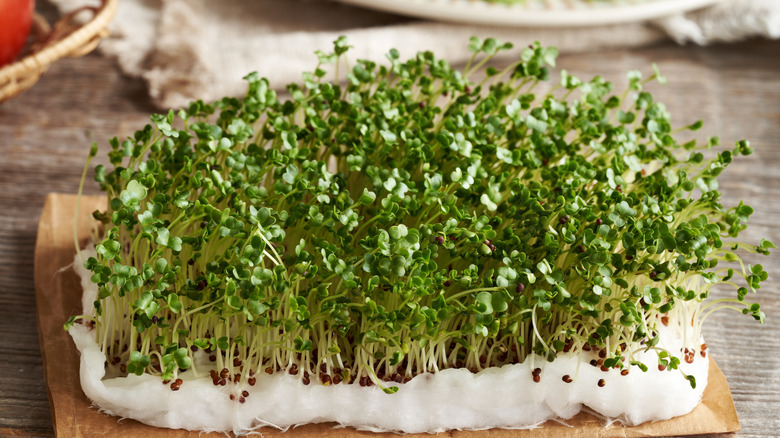 Taze evde yetiştirilen brokoli mikro yeşillikleri.