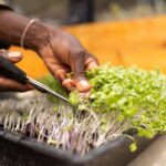 Hızlı ve Besleyici Bir Hasat İçin İç Mekanda Yetiştirebileceğiniz 8 Mikro Yeşil