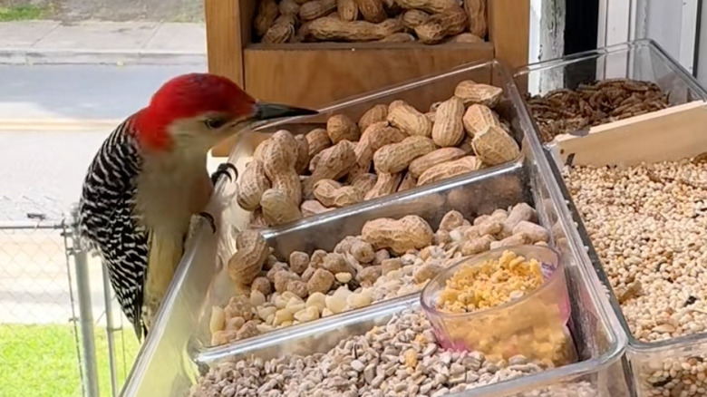 kuş ziyareti bölmeli kuş besleyici