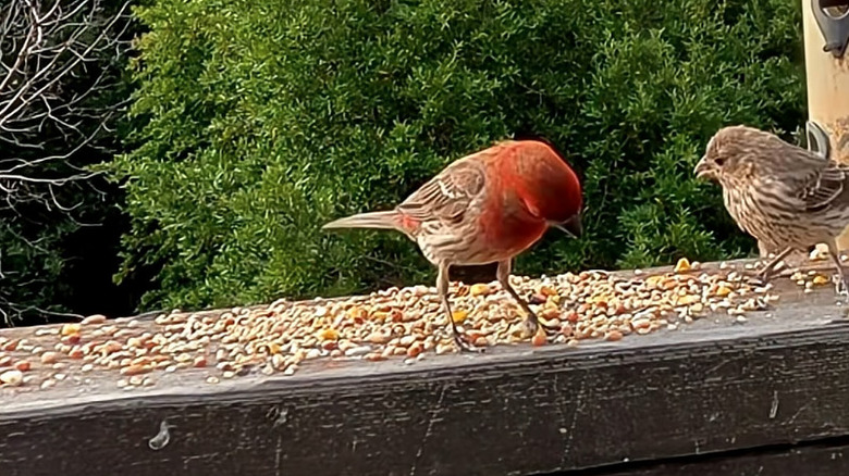 korkuluktan tohum yiyen kuşlar