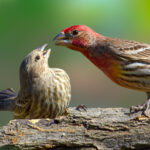 Geleneksel Kuş Besleyiciyi Bir kenara bırakın: Daha Fazla Kuş Çekmek İçin Bu Büfeleri Deneyin