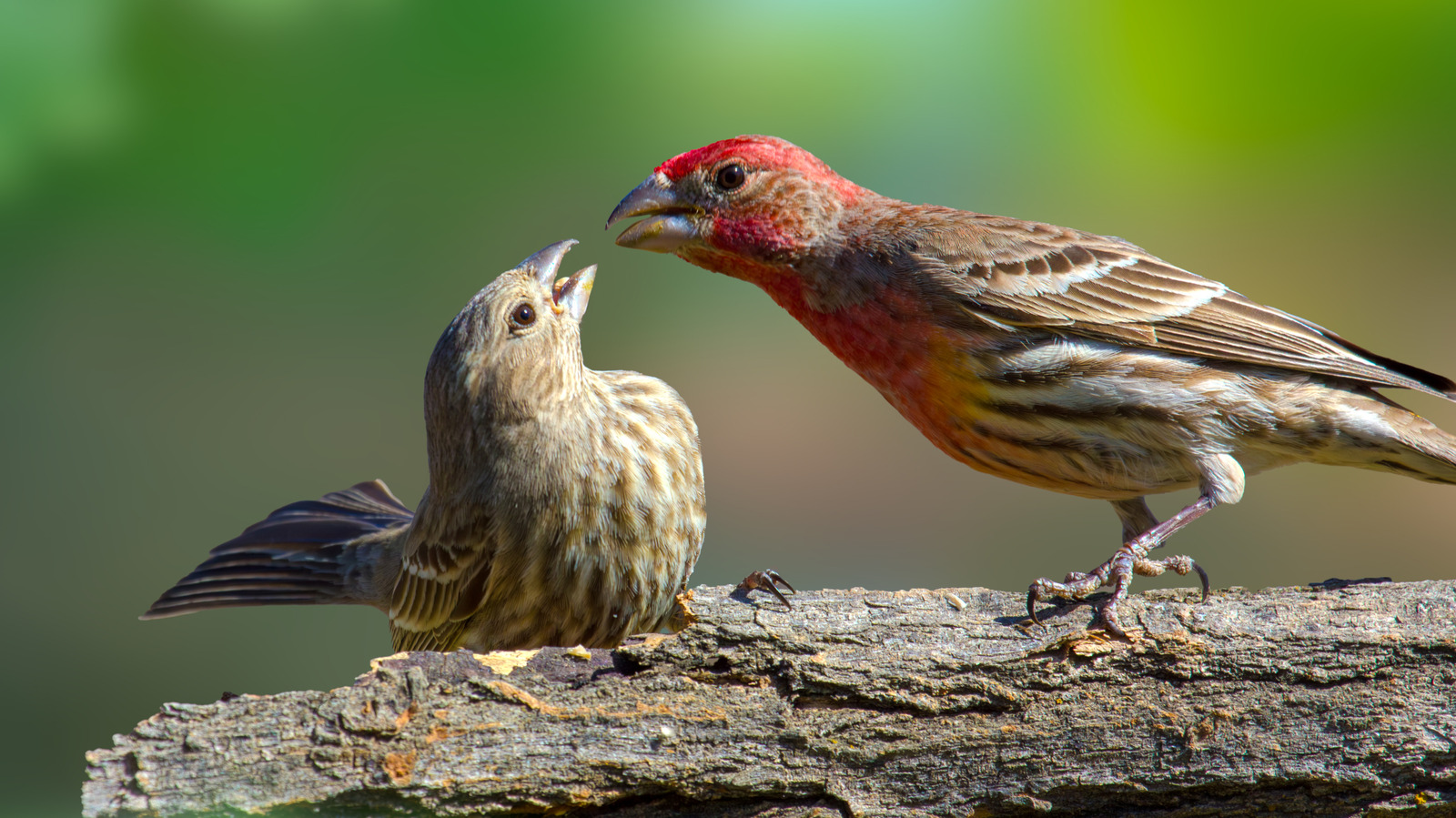 Geleneksel Kuş Besleyiciyi Bir kenara bırakın: Daha Fazla Kuş Çekmek İçin Bu Büfeleri Deneyin
