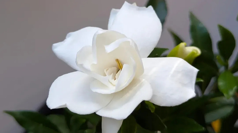 Beyaz çiçekli Fool Proof gardenyaya yakın çekim