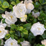 Ekin ve Unutun: Büyümesi Kolay Gardenya Çeşitleri