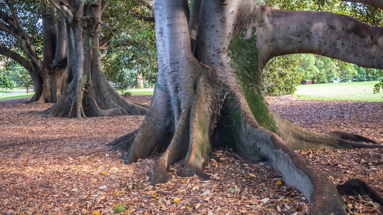 Bir parkta sığ, yayılan kök sistemlerine sahip bir grup büyük karaağaç.