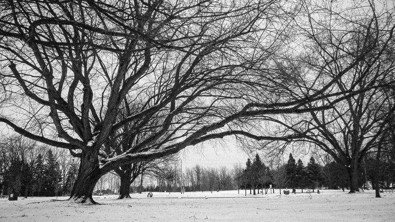 Kışın bir parkta yaşlanan gümüş akçaağaçlar, yayılan köklerinin sadece küçük bir kısmını gösteriyor.