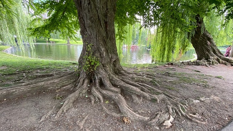 Bir parkta nehrin yanında büyüyen ve kök sistemini gösteren salkım söğüt ağaçları.