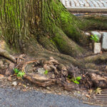 Bahçenizdeki Borulara Zarar Verebilecek 9 Sığ Köklü Ağaç