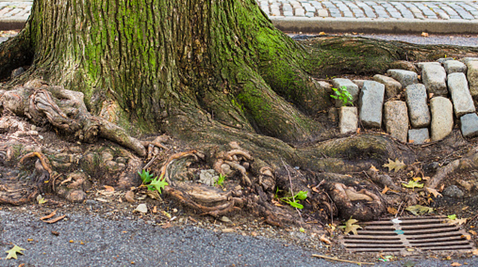 Bahçenizdeki Borulara Zarar Verebilecek 9 Sığ Köklü Ağaç