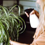 Bu Akıllı Sulama Ucuyla Örümcek Bitkinizin Kararmasını Önleyin