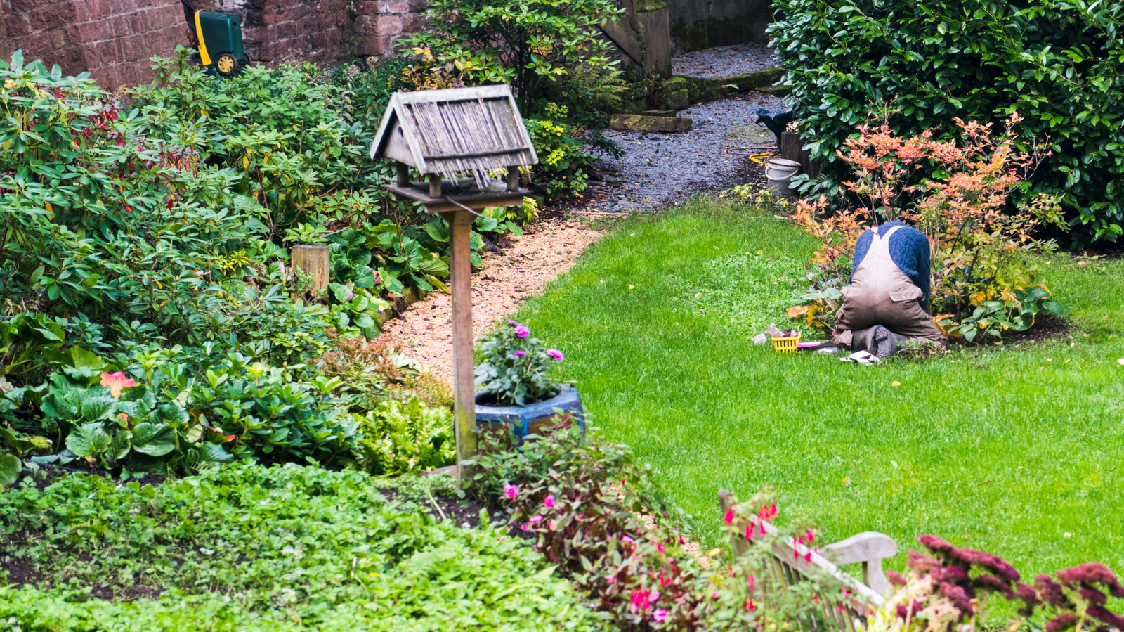 Her Yıl Geri Gelen Parlak Çiçeklere Sahip Kompakt Çok Yıllık Çalı