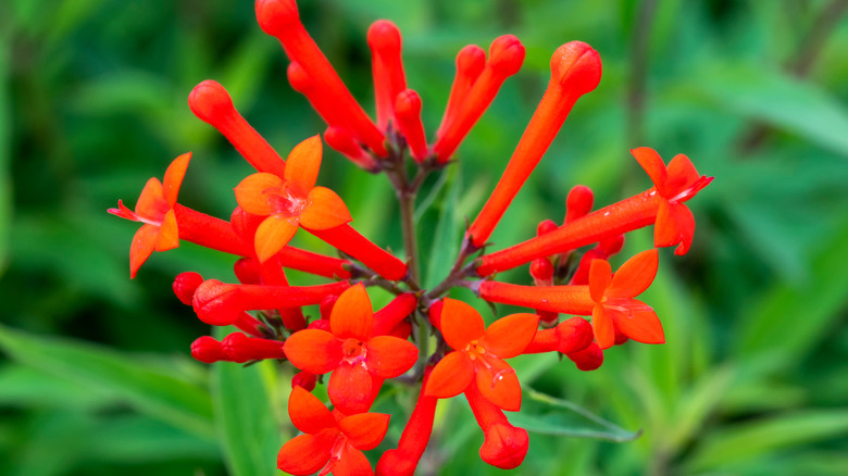 Scarlet bouvardia'ya yakın çekim