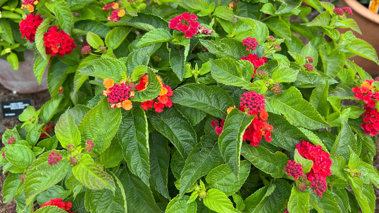 Lantana 'Bloomify Red' çiçeklerine yakın çekim