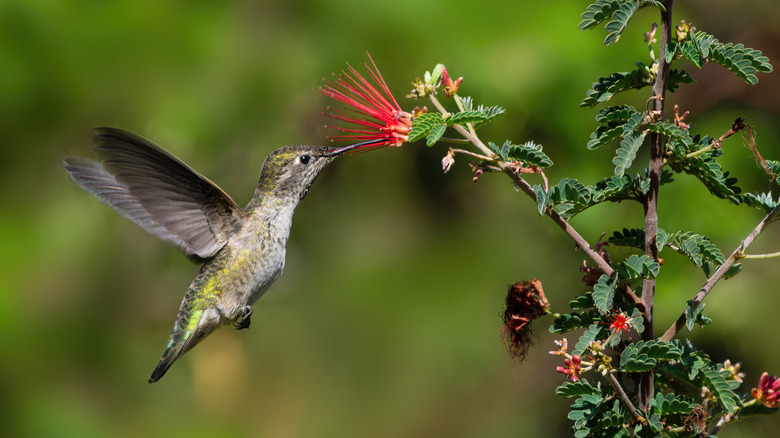 kırmızı peri çiçeğiyle beslenen sinek kuşu
